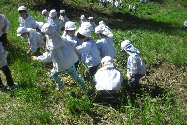 まふみ幼稚園のブログ