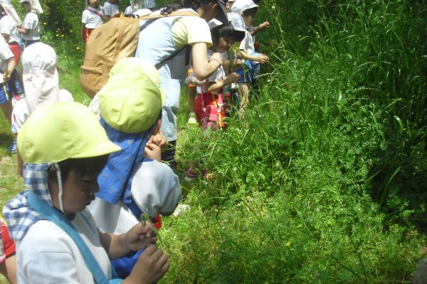 まふみ幼稚園のブログ