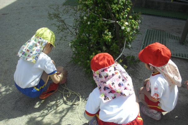 まふみ幼稚園のブログ