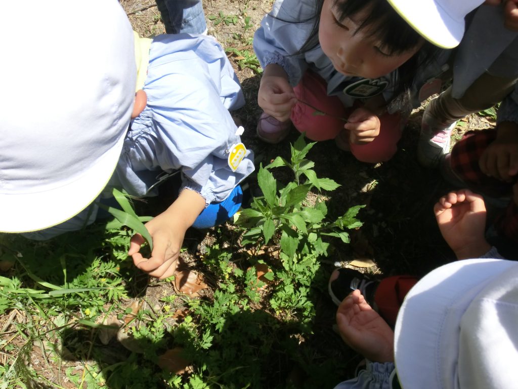 まふみ幼稚園のブログ