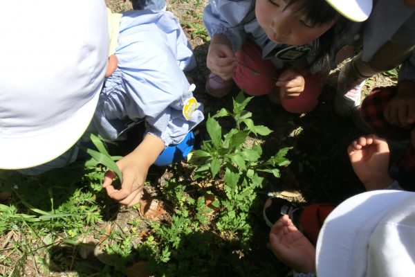 まふみ幼稚園のブログ