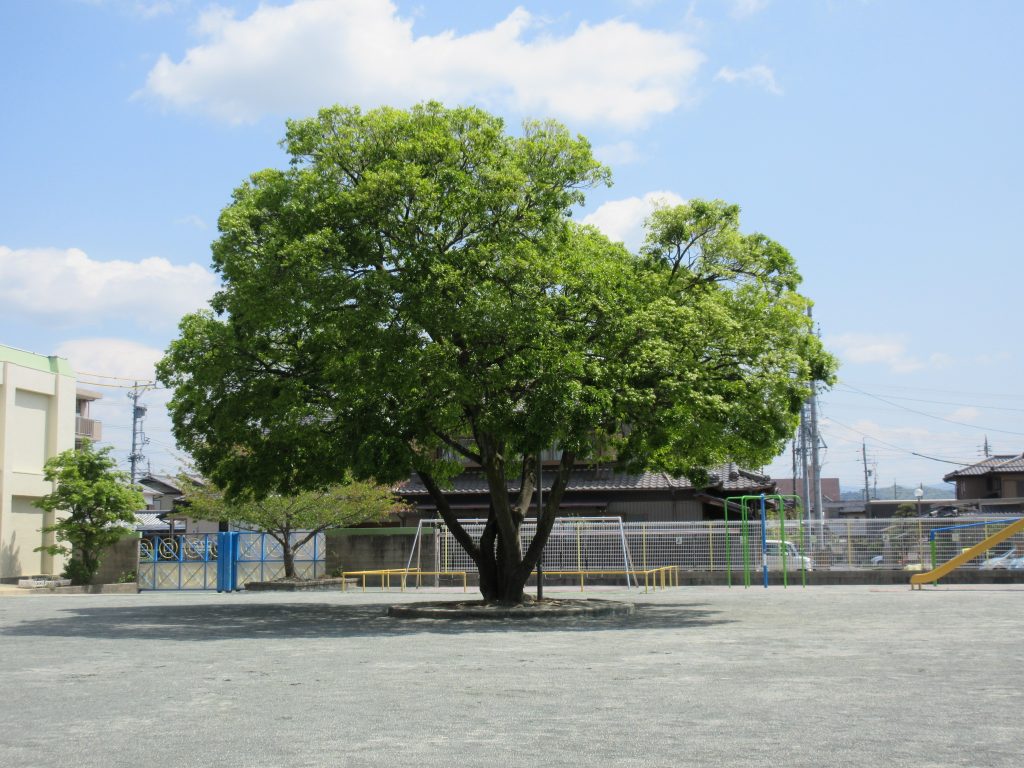 まふみ幼稚園のブログ