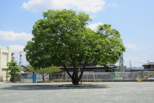 まふみ幼稚園の子育て支援活動マミーズリンクまふみブログ