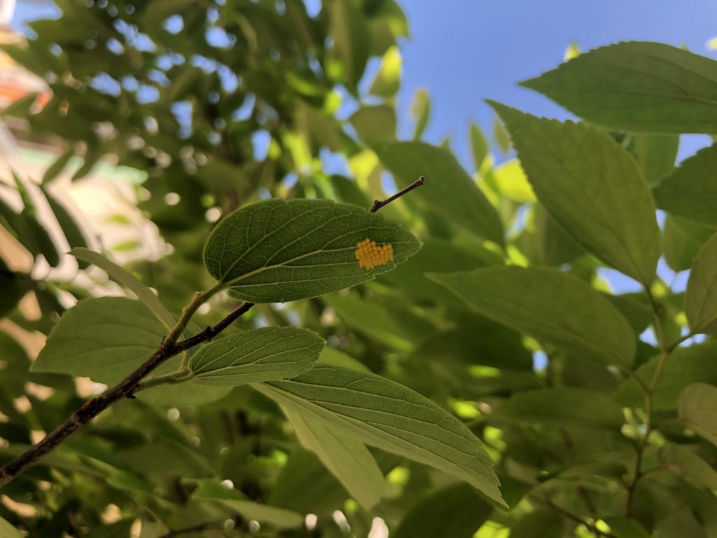 まふみ幼稚園のブログ