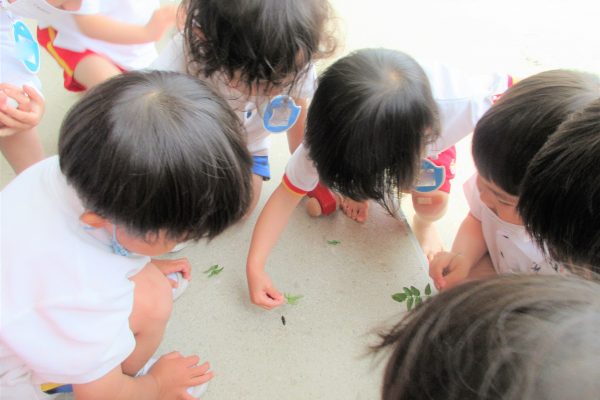 まふみ幼稚園のブログ