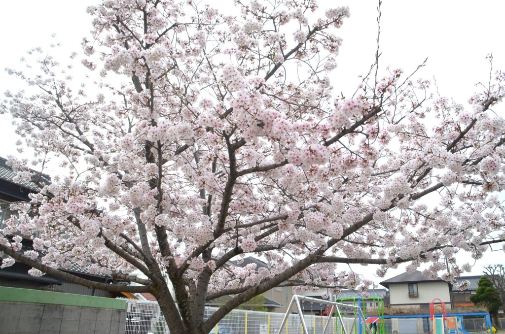 まふみ幼稚園のブログ