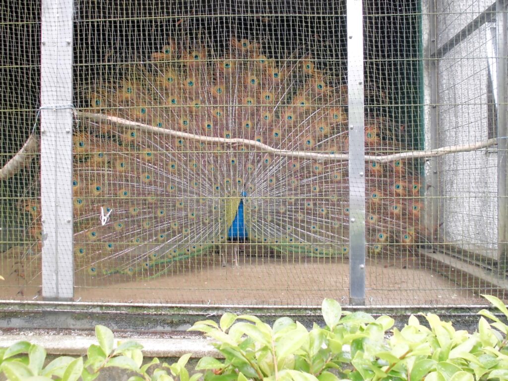 まふみ幼稚園のブログ