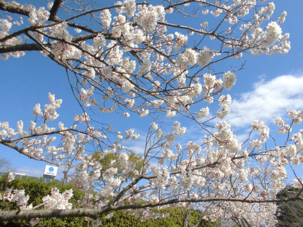 まふみ幼稚園のブログ