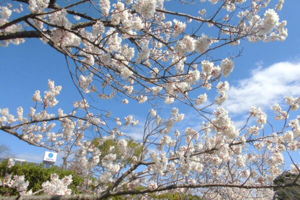 まふみ幼稚園のブログ