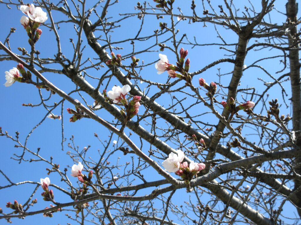 まふみ幼稚園のブログ