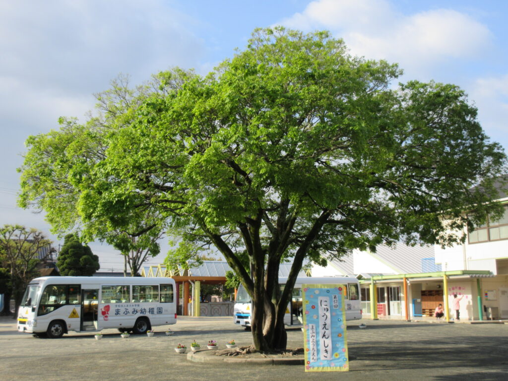 まふみ幼稚園のブログ