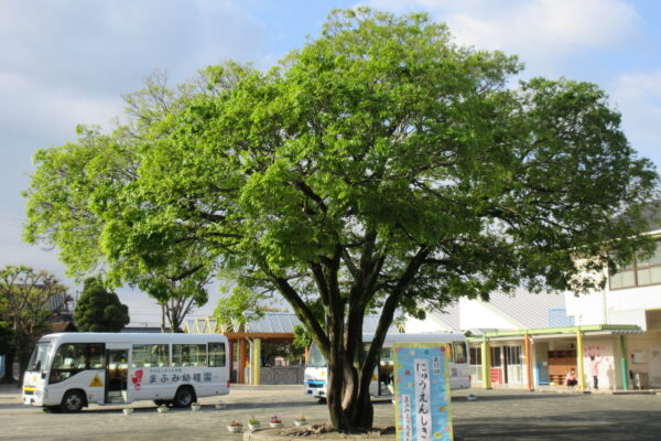 まふみ幼稚園のブログ