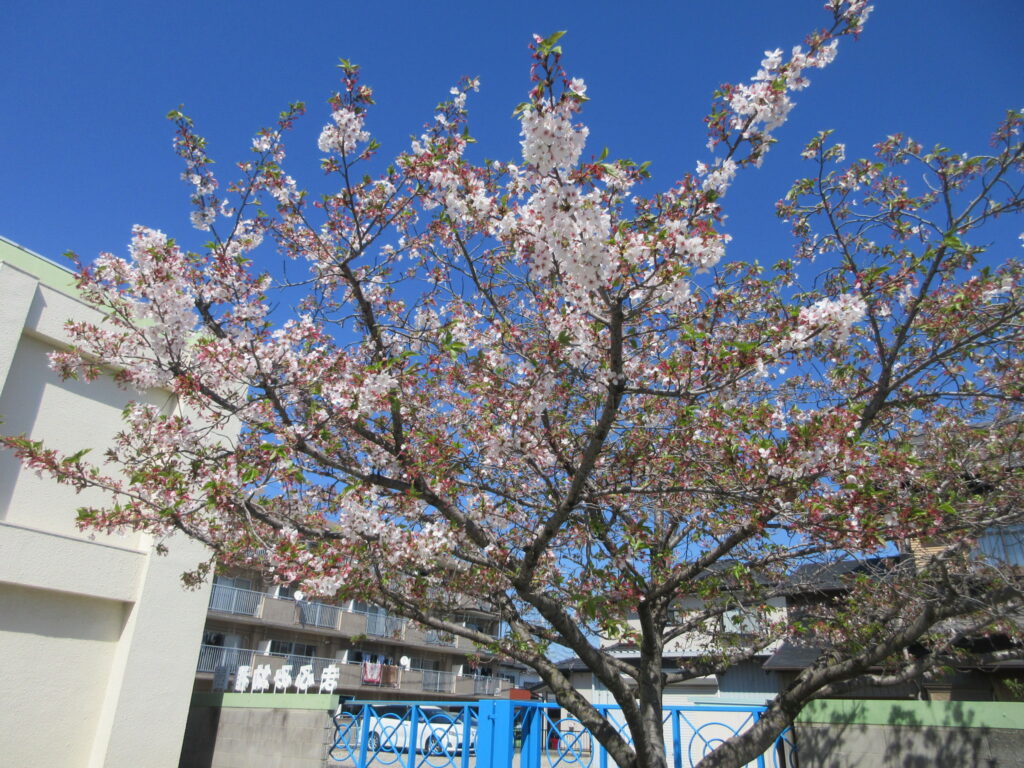 まふみ幼稚園のブログ