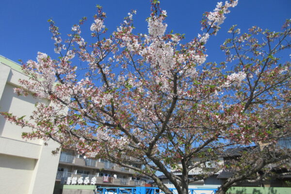 まふみ幼稚園のブログ